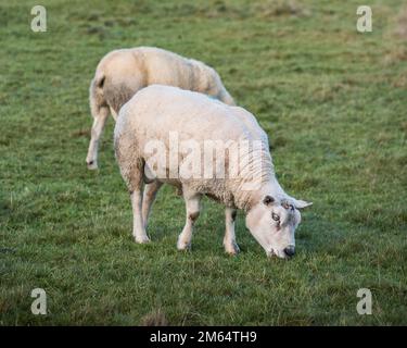 Début janvier, les moutons Texel (tups) sont gardés ensemble comme un petit groupe après leur utilisation pendant la saison de reproduction d'automne. Banque D'Images