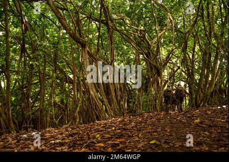 ÉTATS-UNIS Des parasecouristes de la Force aérienne affectés à l'équipe bleue de l'escadron de sauvetage 38th parcourent la jungle pendant l'entraînement de suivi à Wahiawa, Hawaii, 1 avril 2022. Blue Team a pratiqué des manœuvres tactiques tout en suivant le personnel dans la jungle. Les 38th RQS se sont entraînés dans la guerre de la jungle pour adapter les tactiques, techniques et procédures de sauvetage du personnel pour la région Indo-Pacifique. Banque D'Images