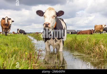 Vache dans un fossé de refroidissement, nager prendre un bain et se tenir dans une crique, réflexion dans l'eau, noir et blanc Banque D'Images