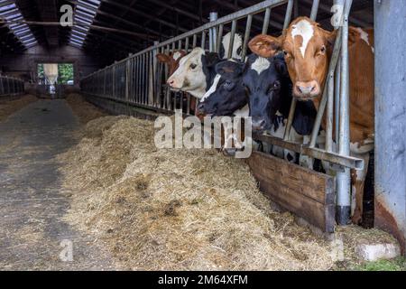 Une jeune vache se dirige dans une grange en rangée au moment de l'alimentation, piquant à travers les barres d'une porte dans une génisse stable, mangeant du foin, de la paille du côté droit dans l'écurie Banque D'Images