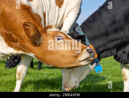 Étirement de la tête de vache grimaquant vers le bas, marron et blanc, montrant la langue et regardant Banque D'Images