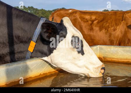 La vache buvant à partir d'un récipient à eau, tête debout noire et blanche dans un grand bac d'eau dans un pâturage vert, Banque D'Images