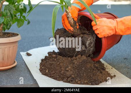 Les mains en gants de sécurité orange tiennent le yucca de l'usine pour planter dans un grand pot en plastique brun. Gros plan. Concept de jardinage à la maison Banque D'Images