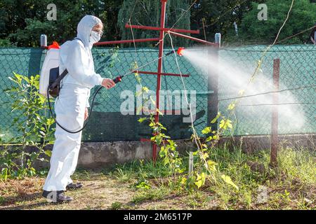 Le jardinier en costume de protection, en masque et en lunettes, à l'aide d'un pulvérisateur professionnel, traite les feuilles des jeunes raisins avec des insecticides Banque D'Images