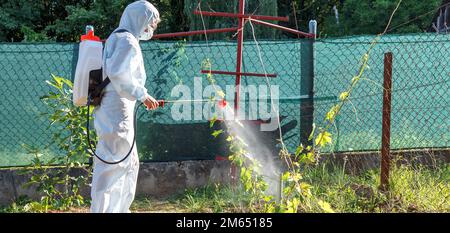 Le jardinier en costume de protection, en masque et en lunettes, à l'aide d'un pulvérisateur professionnel, traite les feuilles des jeunes raisins avec des insecticides Banque D'Images