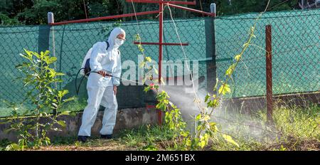 Le jardinier en costume de protection, en masque et en lunettes, à l'aide d'un pulvérisateur professionnel, traite les feuilles des jeunes raisins avec des insecticides Banque D'Images