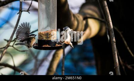 Chickadee à capuchon noir et Nuthatch à poitrine blanche au mangeoire à oiseaux avec graines Banque D'Images