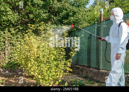 Le jardinier en costume de protection, dans un masque et des verres, avec l'aide d'un pulvérisateur professionnel traite les feuilles du jeune buisson de cassis avec des ins Banque D'Images