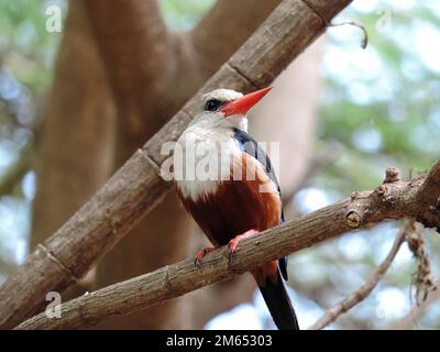 Kingfisher dans un arbre de la savane Tanzanie Afrique de l'est Banque D'Images