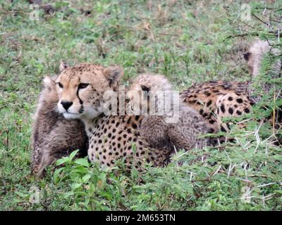 Mère guépard avec ses petits en herbe haute la savane en Tanzanie Afrique de l'est Banque D'Images