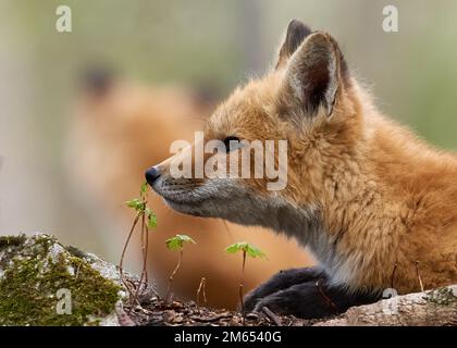 Un gros plan d'un renard de kit rouge assis sur les racines d'un arbre recouvert de mousse Banque D'Images