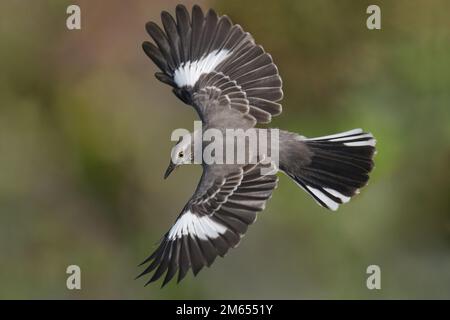 Oiseau de Mockingbird du Nord en vol présentant des plumes de wingspan et de queue avec fond de couleurs d'automne Banque D'Images