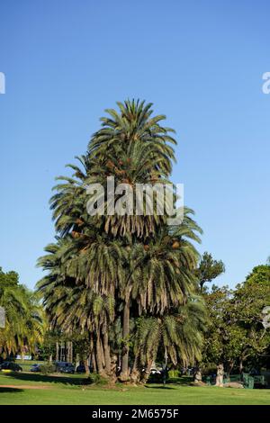 Fond paysage de paume. Palmiers tropicaux avec des feuilles dans les épaississants des jungles sur le fond du ciel bleu ensoleillé de l'été. Nature, vacances, concept de détente. Photo de haute qualité Banque D'Images