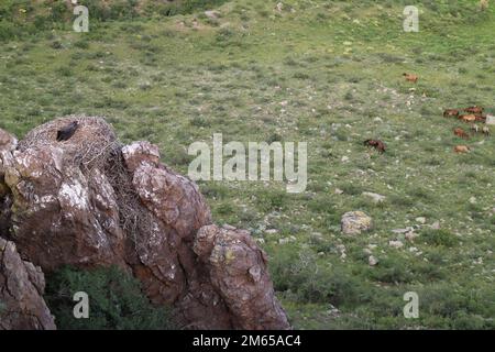 Jeune / première année Vulture de Cinereous ou Vulture Noire (Aegypius monachus) assis dans le nid. En dessous il y a des chevaux de pâturage. Banque D'Images