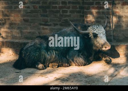 Yak domestique (Bos grunniens), également connu sous le nom de Tartary ox dans le zoo, foyer sélectif Banque D'Images