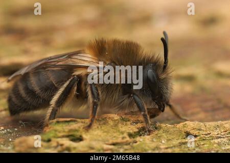 Gros plan détaillé sur une abeille cellophane précoce femelle, Colletes cuniculariusassis sur le sol Banque D'Images