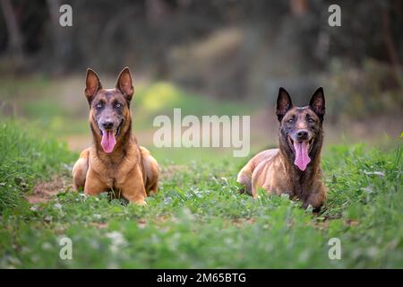 Deux chiens sont assis dans un champ Banque D'Images