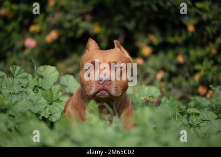 Un chien est assis dans le champ parmi les buissons Banque D'Images