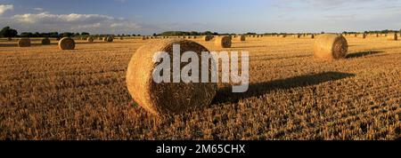 Balles de paille dans un champ de Fenland près de la ville de Wisbech, Cambridgeshire; Angleterre; Royaume-Uni Banque D'Images