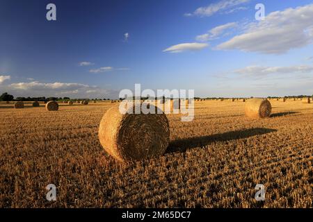 Balles de paille dans un champ de Fenland près de la ville de Wisbech, Cambridgeshire; Angleterre; Royaume-Uni Banque D'Images