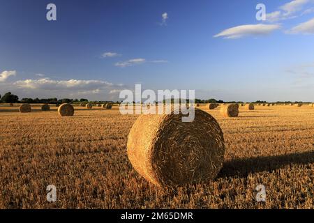 Balles de paille dans un champ de Fenland près de la ville de Wisbech, Cambridgeshire; Angleterre; Royaume-Uni Banque D'Images