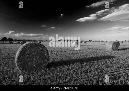 Balles de paille dans un champ de Fenland près de la ville de Wisbech, Cambridgeshire; Angleterre; Royaume-Uni Banque D'Images