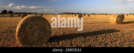 Balles de paille dans un champ de Fenland près de la ville de Wisbech, Cambridgeshire; Angleterre; Royaume-Uni Banque D'Images