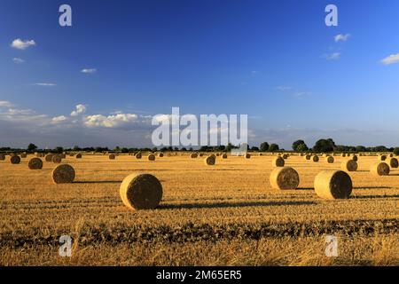 Balles de paille dans un champ de Fenland près de la ville de Wisbech, Cambridgeshire; Angleterre; Royaume-Uni Banque D'Images