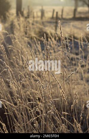 La lumière du soleil dorée du matin brille à travers l'herbe glacée lors d'une matinée d'hiver glaciale dans la campagne flamande. Gel nature couverte ba hiver Banque D'Images