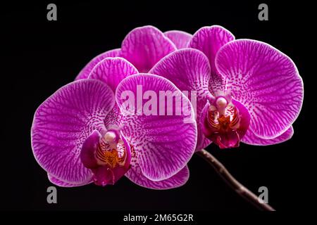 Fleur d'orchidée violette phalaenopsis, phalaenopsis ou falah sur fond noir. Fleurs de phalaenopsis pourpres. connu sous le nom d'orchidées de papillon Banque D'Images