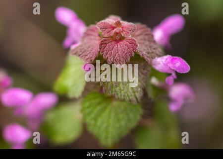 Lamium purpueum, connu sous le nom de rouge ortie-morte, violet ortie-morte, ou violet archange Banque D'Images