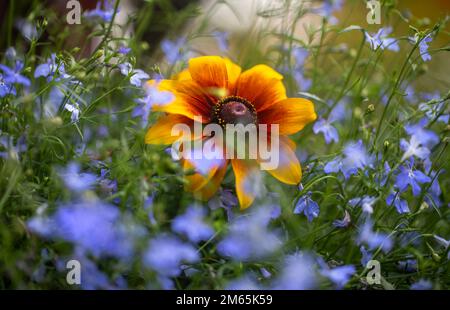 Rudbeckia rustique Dwarf et oubliez-moi pas fleurs.jaune, orange et fleur d'or parmi une mer de petites fleurs bleues Banque D'Images