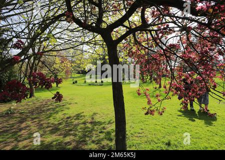 Vue sur les jardins de sculptures de la maison Burghley, demeure ancestrale élisabéthaine à la frontière de Cambridgeshire et Lincolnshire, Angleterre. Banque D'Images