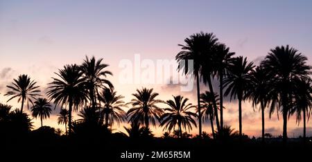 Horizon rempli de palmiers au coucher du soleil Banque D'Images