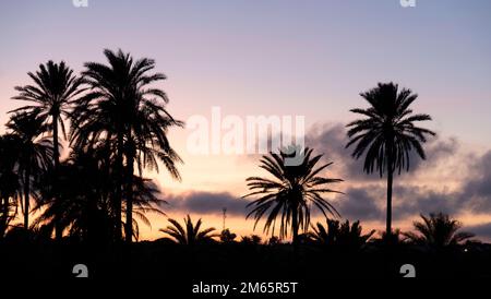 Horizon rempli de palmiers au coucher du soleil Banque D'Images