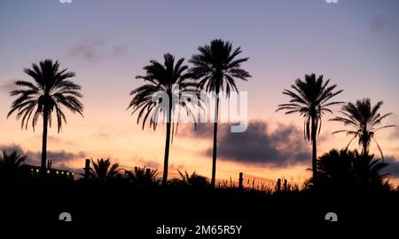 Horizon rempli de palmiers au coucher du soleil Banque D'Images