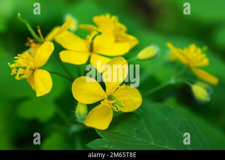 Coquelicot Celandine jaune vif, sur fond vert et verdoyant. Stylophorum diphyllum sont de belles fleurs sauvages, Banque D'Images