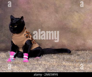 Chat noir vêtu d'un col roulé beige Banque D'Images