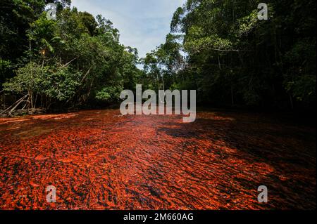 Quebrada de Jaspe, Jasper Creek, lit de rivière en pierre rouge entouré de forêt, Gran Sabana, Venezuela Banque D'Images