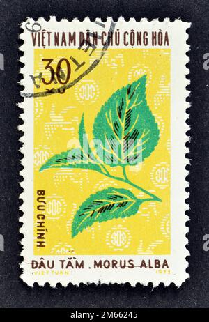 Timbre-poste annulé imprimé par le Vietnam, qui montre Morus Alba, mûrier blanc, usine industrielle, vers 1974. Banque D'Images