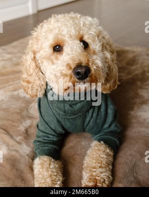 Cockapoo chien debout sur un canapé vert portant un pull vert hiver Banque D'Images