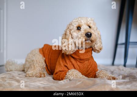 Cockapoo chien debout sur un canapé vert portant un pull d'hiver orange Banque D'Images