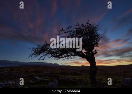 Dartmoor, Devon, Royaume-Uni. 02 janvier 2023. Coucher de soleil sur Combestone Tor, parc national de Dartmoor, Devon. Crédit : nouvelles en direct de will Tudor/Alamy Banque D'Images