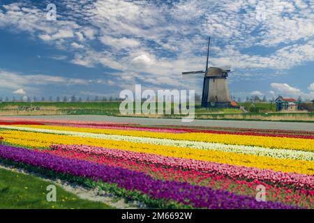 moulin à vent avec champ de tulipes dans le nord de la Hollande, pays-Bas Banque D'Images