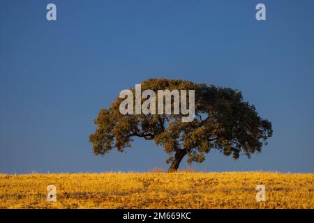 Arbre solitaire dans le paysage andalou, Espagne Banque D'Images