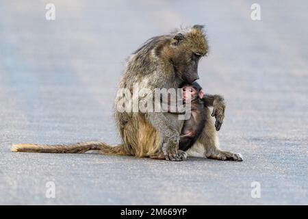 Babouins de chacma mère et bébé (Papio ursinus) de la Basse-Sabie, territoire national de Kruger, Afrique du Sud. Banque D'Images