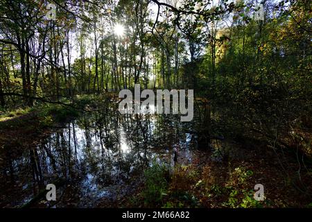 Teich im Herbst an einem sonnigen Tag Banque D'Images