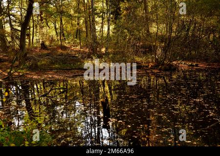 Teich im Herbst an einem sonnigen Tag Banque D'Images