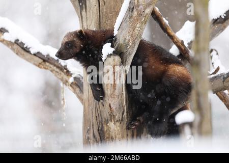 Wolverine (Gulo gulo) sur la branche des arbres en hiver. Wolverine en Finlande tajga. Scène de la faune sur la neige Banque D'Images