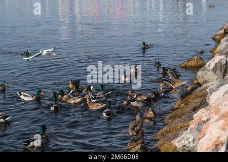 Groupe de canards se baignant ensemble dans le lac de Garde. Vénétie, Italie. Banque D'Images